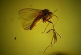 Detailed Fossil Fly (Diptera) In Baltic Amber #145475-1